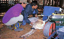 野生動物の保護と管理